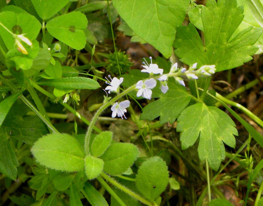 Veronica officinalis